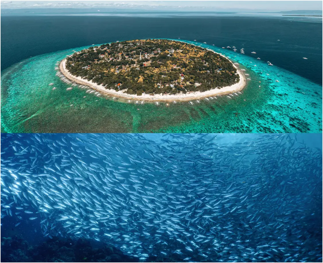 Napaling & Balicasag Island Hopping