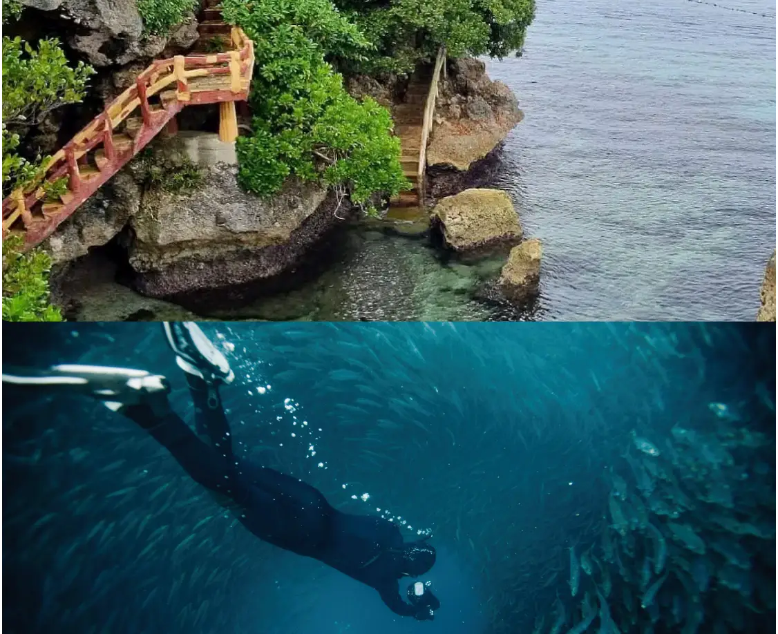 Napaling Sardines Run