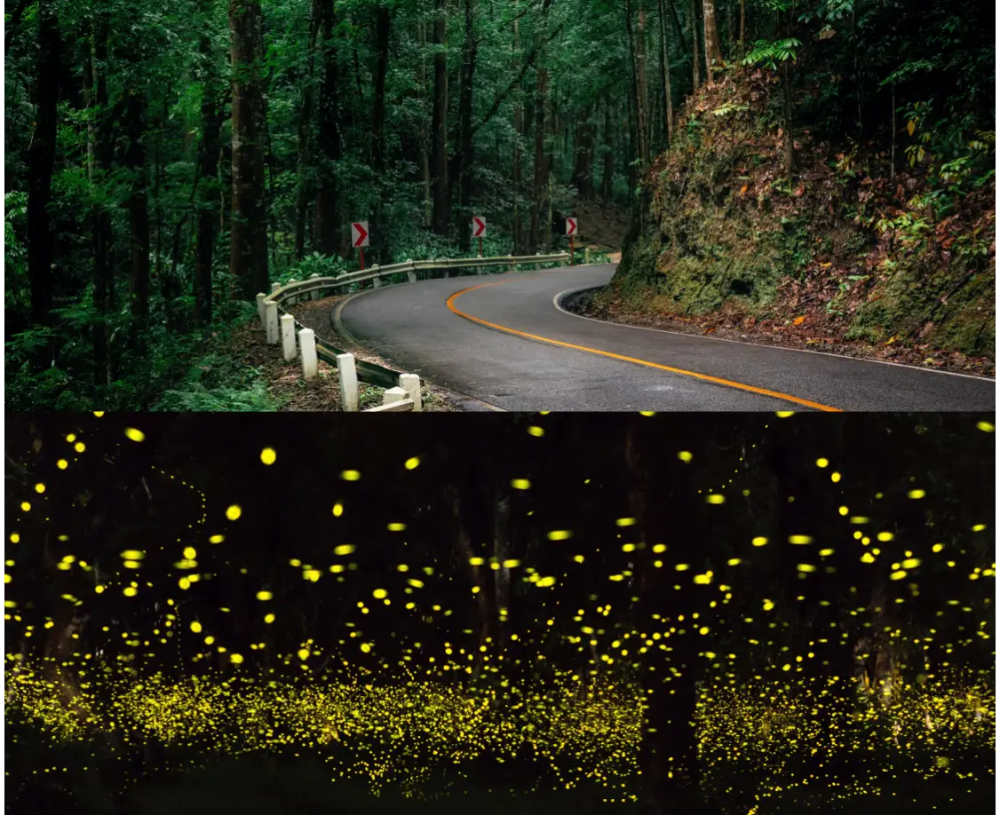 Countryside Tour with Firefly Watching