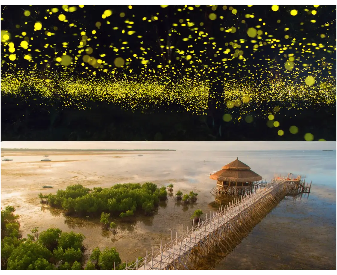 Sunset & Firefly Watching