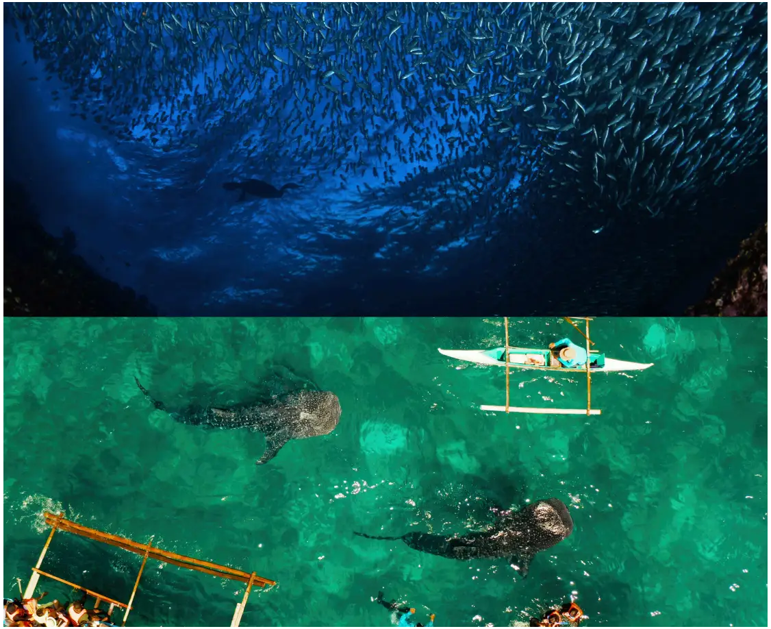 Whaleshark Watching w/ Napaling Sardines