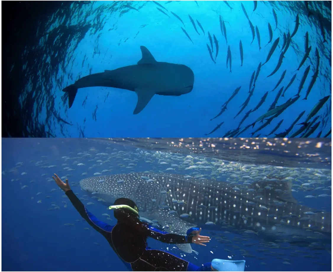 Whaleshark Watching